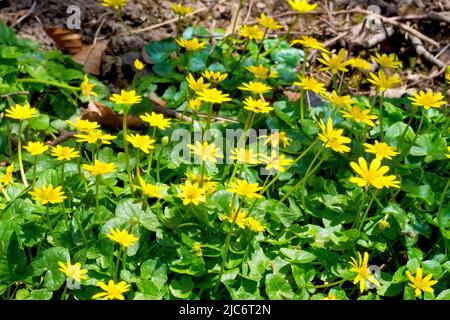 Zwergkelandin (ranunculus ficaria), Nahaufnahme der Blätter und Blüten der gewöhnlichen Waldpflanze im Frühling. Stockfoto