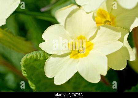 Primrose (primula vulgaris), Nahaufnahme mit Fokus auf eine einzelne thrum-eyed Blume aus vielen. Stockfoto