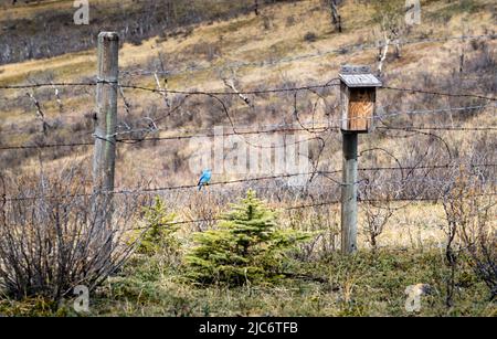 Ein Bergblauer Vogel, der vor einem künstlichen Vogelhaus im Glenbow Ranch Provincial Park Alberta Canada steht. Stockfoto