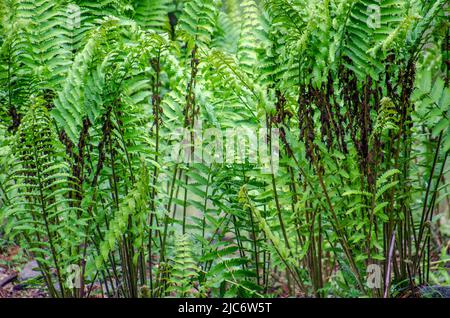 Nahaufnahme von grünem frischem Farn Straußenfarn, Federockenfarn, Europäischer, Macho Fern, Boston Fern Stockfoto
