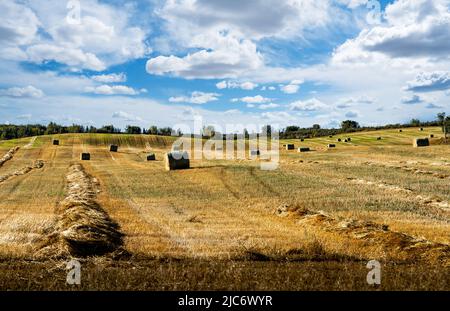 Runde Strohballen auf einem geernteten Weizenfeld unter einem bewölkten Himmel in Rockyview County Alberta Canada. Stockfoto