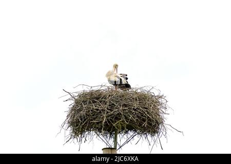 Storch Vogel im Nest auf Pfosten Reinigung Federn isoliert auf weißem Himmel Stockfoto