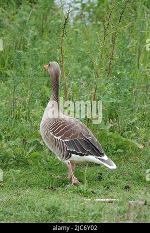 Diese wilde Greylag-Gans versucht, ungesehen davonzukommen. Ort: Hardenberg, Niederlande Stockfoto