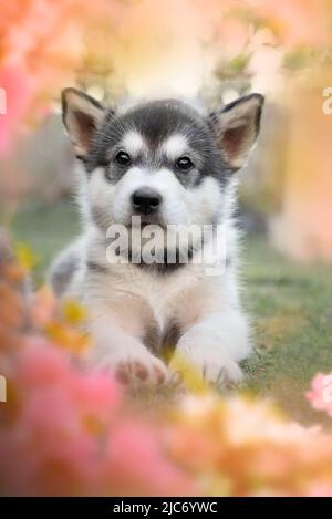 Alaskan Malamute Welpen versteckt im Gras. Malamute ist eine der ältesten Schlittenhundrassen, zu denen z. B. sibirischer Husky oder samoyed gehören. Stockfoto