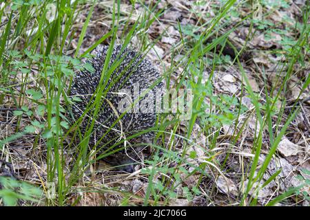 Igel auf einer Lichtung im Frühlingswald an einem bewölkten Tag. Stockfoto