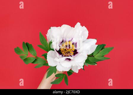 Nahaufnahme der zarten Blume der schönen weißen Pfingstrose in den weiblichen Händen auf rotem Hintergrund. Draufsicht. Muttertag und Frauenurlaub Konzept. Speicherplatz kopieren Stockfoto