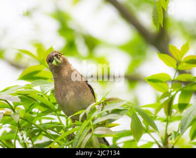 Buchfink sammelt Nahrung für junge, Teifi Marshes, Cardigan, Wales Stockfoto