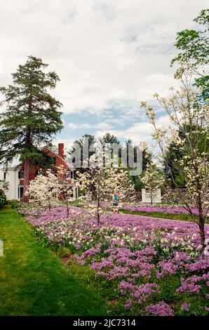 Blumenbeete gefüllt mit leuchtend violetten Blumen mit dem Stevens-Coolidge-Haus im Hintergrund. Das Bild wurde auf einem analogen Film aufgenommen. North Andover, Massac Stockfoto