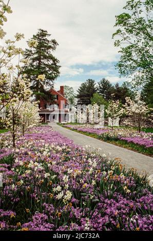 Blumenbeete gefüllt mit leuchtend violetten Blumen mit dem Stevens-Coolidge-Haus im Hintergrund. Das Bild wurde auf einem analogen Film aufgenommen. North Andover, Massac Stockfoto