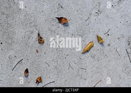 Beton Boden Textur Hintergrund und gelbe Blätter Stockfoto