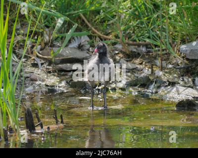 Familie von Moorhens, Teifi Marshes, Cardigan, Wales Stockfoto