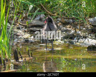 Familie von Moorhens, Teifi Marshes, Cardigan, Wales Stockfoto