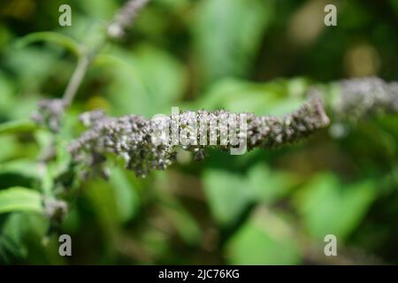 London, Großbritannien. 10.. Juni 2022. Blumen, Pflanzen und Bäume in Hollow Ponds, Epping Forest in Leytonstone, London, Großbritannien. - 10. Juni 2022. Quelle: Siehe Li/Picture Capital/Alamy Live News Stockfoto