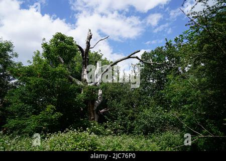 London, Großbritannien. 10.. Juni 2022. Blumen, Pflanzen und Bäume in Hollow Ponds, Epping Forest in Leytonstone, London, Großbritannien. - 10. Juni 2022. Quelle: Siehe Li/Picture Capital/Alamy Live News Stockfoto