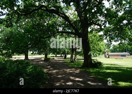 London, Großbritannien. 10.. Juni 2022. Blumen, Pflanzen und Bäume in Hollow Ponds, Epping Forest in Leytonstone, London, Großbritannien. - 10. Juni 2022. Quelle: Siehe Li/Picture Capital/Alamy Live News Stockfoto