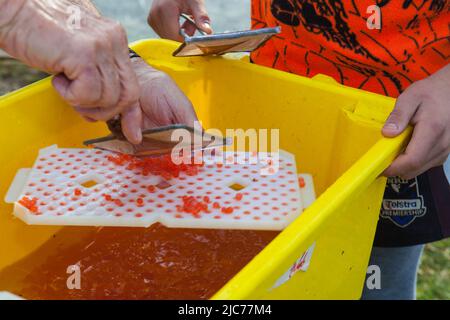 Leben in Neuseeland. Angeln, Nahrungssuche, Tauchen, Gartenarbeit und Sport. Lachs Enhancement Programm, Pflanzen fruchtbare Chinook Lachs Eier. Stockfoto