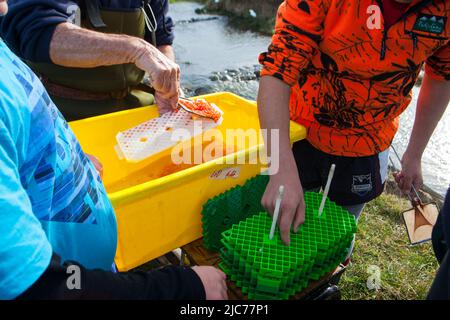 Leben in Neuseeland. Angeln, Nahrungssuche, Tauchen, Gartenarbeit und Sport. Lachs Enhancement Programm, Pflanzen fruchtbare Chinook Lachs Eier. Stockfoto