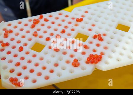 Leben in Neuseeland. Angeln, Nahrungssuche, Tauchen, Gartenarbeit und Sport. Lachs Enhancement Programm, Pflanzen fruchtbare Chinook Lachs Eier. Stockfoto