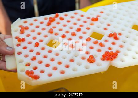 Leben in Neuseeland. Angeln, Nahrungssuche, Tauchen, Gartenarbeit und Sport. Lachs Enhancement Programm, Pflanzen fruchtbare Chinook Lachs Eier. Stockfoto