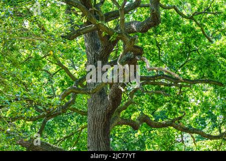 London, Großbritannien. 10.. Juni 2022. Blumen, Pflanzen und Bäume in Hollow Ponds, Epping Forest in Leytonstone, London, Großbritannien. - 10. Juni 2022. Quelle: Siehe Li/Picture Capital/Alamy Live News Stockfoto