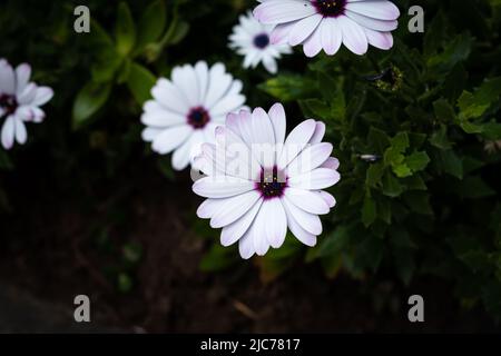 Weiße afrikanische Gänseblümchen (auch bekannt als Osteospermum Ecklonisa) Stockfoto