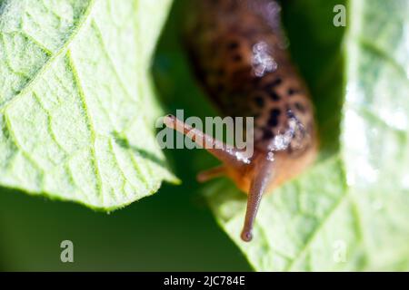 Schnecke ohne Schale. Leopardenschnecke LiMax maximus, Familie Limacidae, kriecht auf grünen Blättern. Frühling, Ukraine, Mai. Hochwertige Fotos Stockfoto