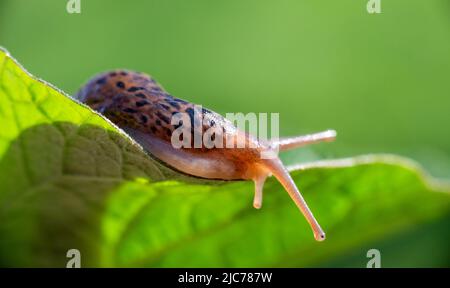 Schnecke ohne Schale. Leopardenschnecke LiMax maximus, Familie Limacidae, kriecht auf grünen Blättern. Frühling, Ukraine, Mai. Hochwertige Fotos Stockfoto