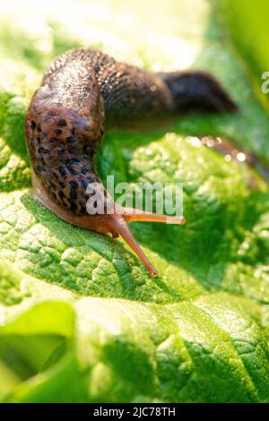 Große lange Schnecke, Leopardenschnecke (LiMax maximus), Familie Limacidae, kriechend auf grünen Blättern. Frühling, Ukraine, Mai. Hochwertige Fotos Stockfoto