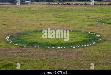 Leben in Neuseeland. Angeln, Nahrungssuche, Tauchen, Gartenarbeit und Sport. Feenringe von Pferdepilzen (Agaricus arvensis). Stockfoto