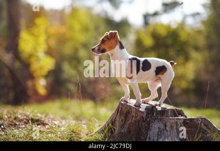 Kleiner Jack Russell Terrier Hund, der auf einem Baumstumpf steht und zur Seite schaut, die Sonne scheint über ihr und der Hintergrund der unscharfen Waldbäume Stockfoto