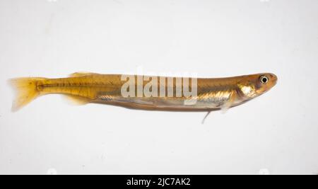 Neuseeland: Whitebait gebändert Kokopu (Galaxias fasciatus): juvenile Fische, Lokal "whitebait. Dies ist einer der fünf Arten von whitebait. Stockfoto