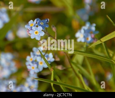 Wunderschöne blaue Vergiss mich Nots im Frühlingssonne Stockfoto