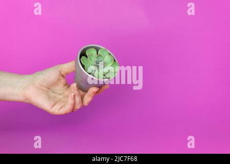 Immergrüne Sukulente im Topf in der Hand der Frau. Home Pflanze Sukulent in kleinen Blumentopf. Lifestyle-Image. Draufsicht. Platz zum Schreiben von Text Stockfoto