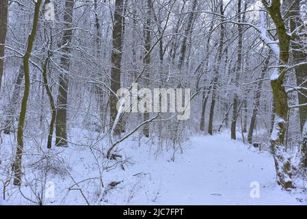 Verschneite Waldlandschaft zu Weihnachten Stockfoto