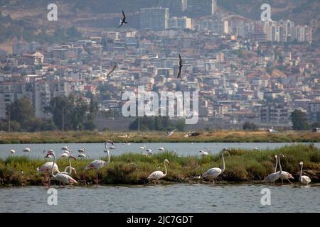 9. Juni 2022: Flamingo und andere Reihervögel mit Blick auf die Stadt im Hintergrund vom Vogelparadies im Gediz-Delta, einem ausgedehnten Feuchtgebiet, das an der Westküste der Izmir-Bucht entstand, wo der Gediz-Fluss am 9. Juni 2022 mit der Ägäis in der Türkei zusammentrifft. Das Delta, das als Ramsar-Gebiet, Wildlife Protection Area und Natural Protected Area zum Schutz qualifiziert ist, beherbergt rund 300 Vogelarten und wurde zum UNESCO-Weltkulturerbe ernannt. (Bild: © Tolga Ildun/ZUMA Press Wire) Stockfoto