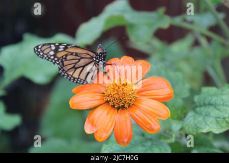 Ein Monarch Schmetterling ruht auf einer mexikanischen Sonnenblume, während es in Florida regnet. Stockfoto