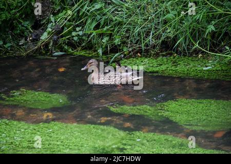 Mallard & Entchen 080622 Stockfoto