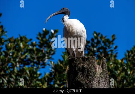 Nahaufnahme eines australischen Weißen Ibis (Threskiornis molucca) in Sydney, New South Wales, Australien (Foto: Tara Chand Malhotra) Stockfoto