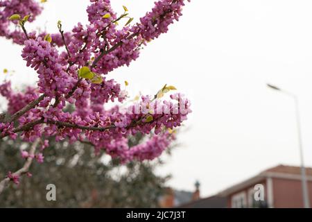 Frühlingsblüte aus nächster Nähe, wunderschöne, lebendige Farbe, Rotbudenblüte Stockfoto