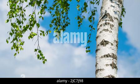 Nahaufnahme von silbernen Birkenstämmen auf blauem Himmel Hintergrund mit Wolken. Betula pendula. Schöne weiße Rinde mit schwarzem Muster und sonnenbeschienenen grünen Blättern. Stockfoto