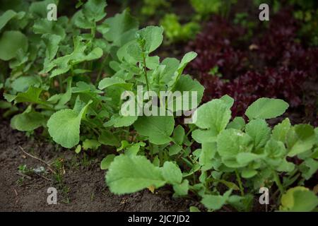 Verschiedene Arten von Salatkeimlingen im Garten im Frühjahr. Stockfoto