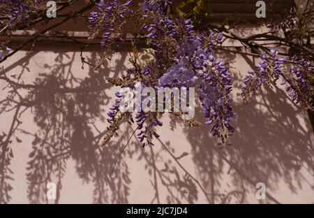 Glyzinie-Blume mit cremefarbenen Wänden und Schatten, Vintage-Vibes Stockfoto