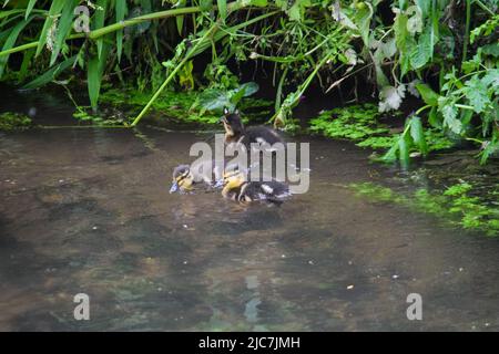 Mallard & Entchen 080622 Stockfoto