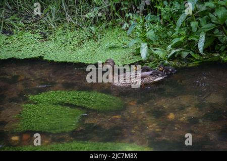 Mallard & Entchen 080622 Stockfoto