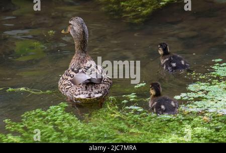 Mallard & Entchen 080622 Stockfoto