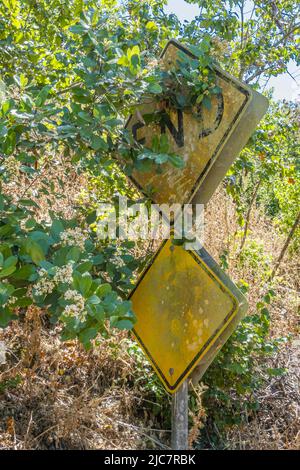 Ein gelbes, verwittertes „End of Road“-Schild, das teilweise mit Foilage bedeckt ist, in Santa Barbara County, Kalifornien. Stockfoto