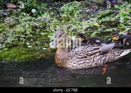 Mallard & Entchen 080622 Stockfoto