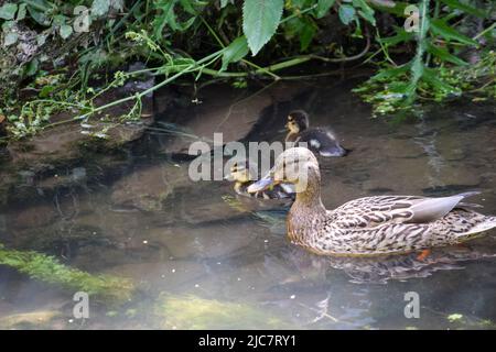 Mallard & Entchen 080622 Stockfoto