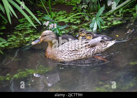 Mallard & Entchen 080622 Stockfoto