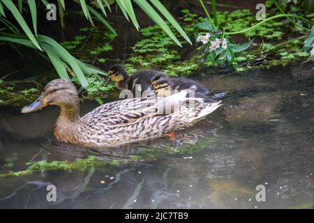 Mallard & Entchen 080622 Stockfoto